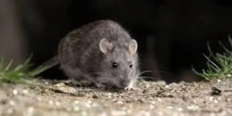 Murió un policía por hantavirus