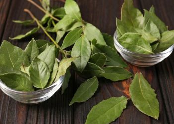 Hervir laurel con menta: el truco casero que gana popularidad por sus beneficios para la salud y el hogar