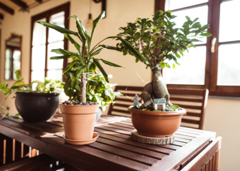 Muchas plantas en casa: qué dice el Feng Shui y por qué el exceso puede ser negativo