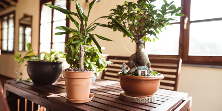 Muchas plantas en casa: qué dice el Feng Shui y por qué el exceso puede ser negativo