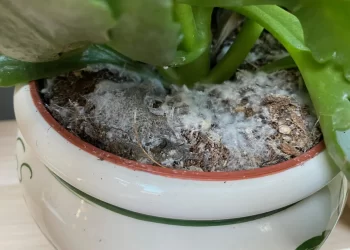 Cómo proteger tus plantas de los hongos con un método natural y efectivo