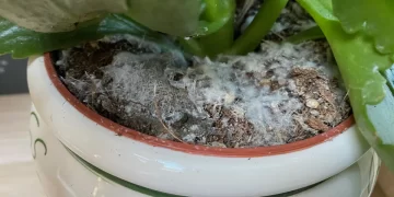 Cómo proteger tus plantas de los hongos con un método natural y efectivo