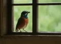 Qué significa que un pájaro se pose en tu ventana o balcón: la explicación del Feng Shui