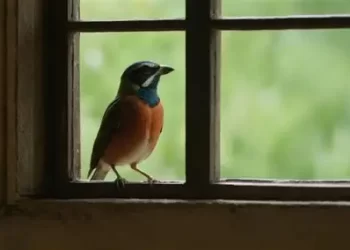 Qué significa que un pájaro se pose en tu ventana o balcón: la explicación del Feng Shui