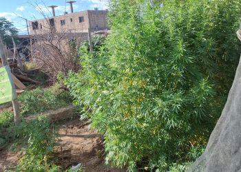 Secuestraron 17 plantas de cannabis en una vivienda