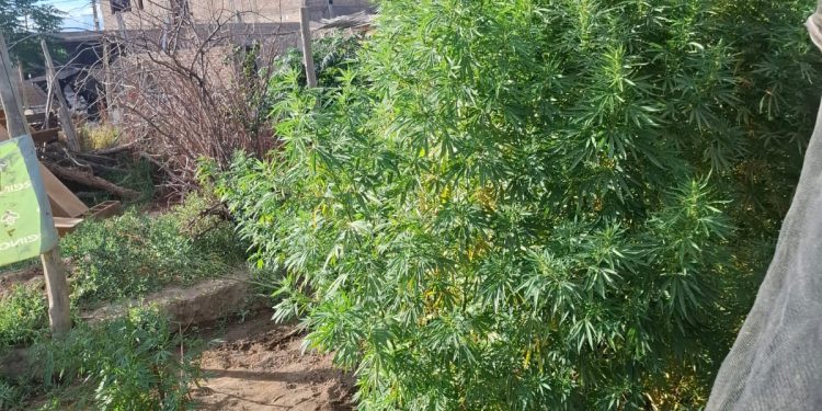 Secuestraron 17 plantas de cannabis en una vivienda