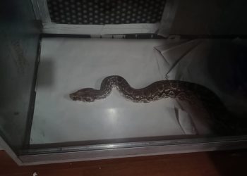 Hallan armas y más de 100 animales silvestres en un operativo en Capital y Pocito