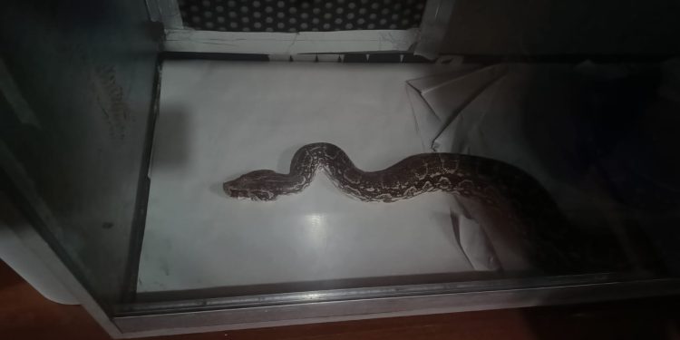 Hallan armas y más de 100 animales silvestres en un operativo en Capital y Pocito