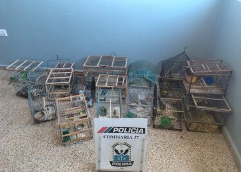 Rescate de aves: secuestran 17 ejemplares y 22 jaulas en un operativo policial