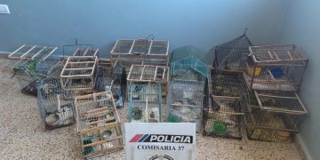 Rescate de aves: secuestran 17 ejemplares y 22 jaulas en un operativo policial