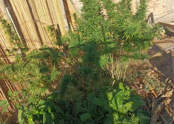 Allanamiento en Angaco: secuestran celular y detectan cultivo de cannabis