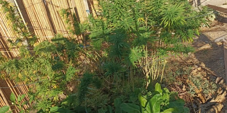 Allanamiento en Angaco: secuestran celular y detectan cultivo de cannabis