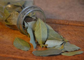 Hojas de laurel: dónde colocarlas en la casa para atraer abundancia según el Feng Shui