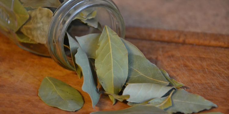 Hojas de laurel: dónde colocarlas en la casa para atraer abundancia según el Feng Shui