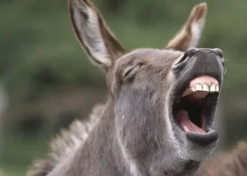 Polémica: empezaron a vender carne de burro en las carnicerías argentinas