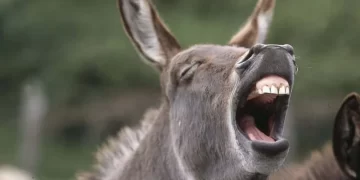 Polémica: empezaron a vender carne de burro en las carnicerías argentinas