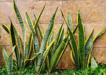 Lengua de suegra y papel aluminio: el truco casero que se volvió viral y para qué sirve