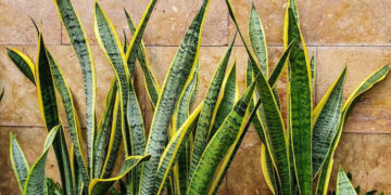 Lengua de suegra y papel aluminio: el truco casero que se volvió viral y para qué sirve