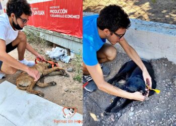 Foto: Fundación Patitas Sin Hogar