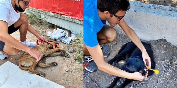 Foto: Fundación Patitas Sin Hogar