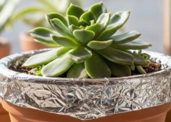 Truco de jardinería: por qué colocar papel aluminio en las macetas mejora la salud de tus plantas