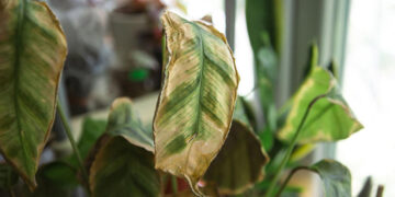 Puntas secas en las plantas: por qué aparecen y cómo solucionarlo fácilmente en casa