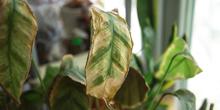 Puntas secas en las plantas: por qué aparecen y cómo solucionarlo fácilmente en casa