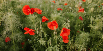 Qué plantar en abril: las mejores flores para un jardín colorido durante el otoño