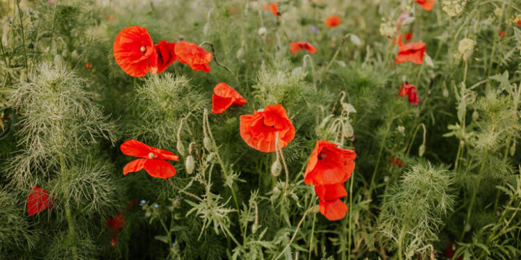 Qué plantar en abril: las mejores flores para un jardín colorido durante el otoño