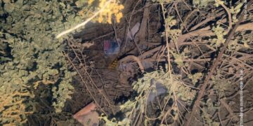 Arrestan a un joven con cocaína, marihuana y partes de un arma