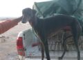 Interceptan a cuatro hombres con galgos en Villicum