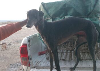 Interceptan a cuatro hombres con galgos en Villicum