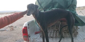 Interceptan a cuatro hombres con galgos en Villicum