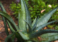 Aloe vera en la entrada del hogar: por qué recomiendan esta planta y cuáles son sus beneficios