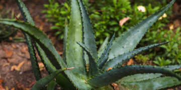 Aloe vera en la entrada del hogar: por qué recomiendan esta planta y cuáles son sus beneficios
