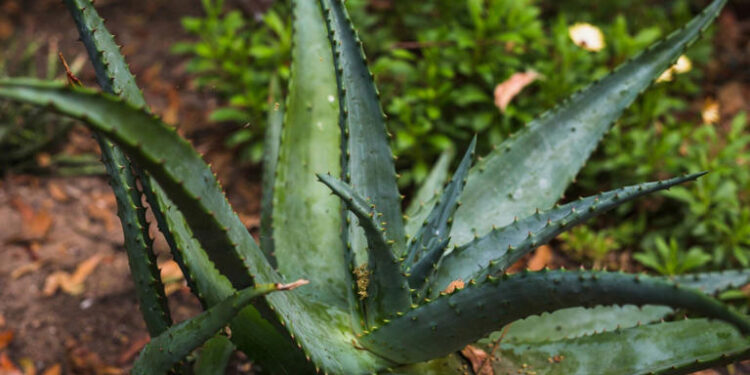 Aloe vera en la entrada del hogar: por qué recomiendan esta planta y cuáles son sus beneficios