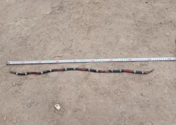 Foto gentileza Tiempo de San Juan