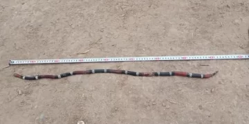 Foto gentileza Tiempo de San Juan