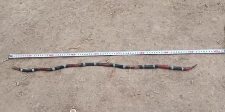 Foto gentileza Tiempo de San Juan