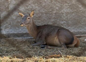 Descubren un criadero clandestino de animales exóticos y silvestres en una finca