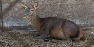 Descubren un criadero clandestino de animales exóticos y silvestres en una finca