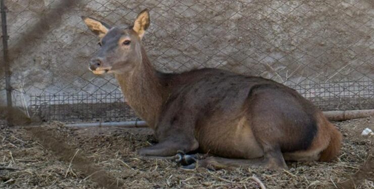 Descubren un criadero clandestino de animales exóticos y silvestres en una finca