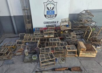 Rescataron 26 aves silvestres en cautiverio y detuvieron a ocho personas por tenencia ilegal