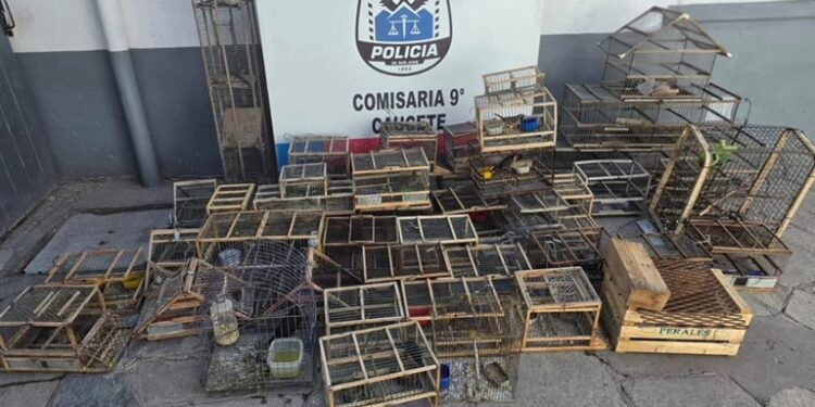 Rescataron 26 aves silvestres en cautiverio y detuvieron a ocho personas por tenencia ilegal