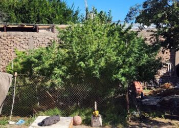 Encuentran un “vivero” de marihuana en medio de un barrio de Caucete