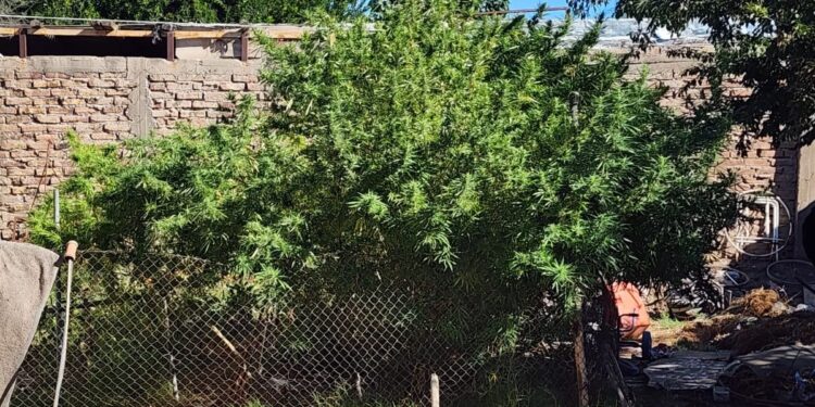 Encuentran un “vivero” de marihuana en medio de un barrio de Caucete