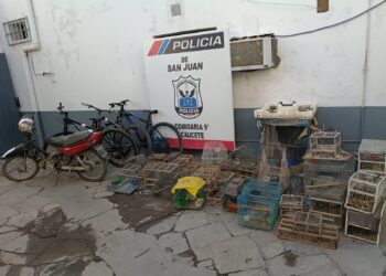 Caucete: desbaratan red de captura ilegal de aves y rescatan fauna silvestre protegida