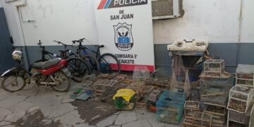 Caucete: desbaratan red de captura ilegal de aves y rescatan fauna silvestre protegida