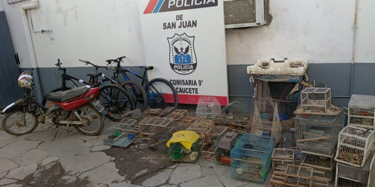 Caucete: desbaratan red de captura ilegal de aves y rescatan fauna silvestre protegida