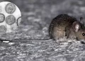 Nuevo caso de hantavirus: un hombre está en terapia intensiva y aislaron a contactos estrechos